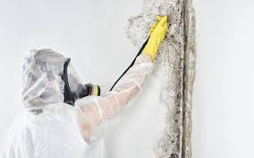 Professional Mold Prevention & Removal  in Norton, VA